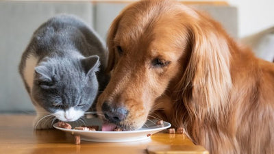 How to Understand and Correct Common Pet Behavior Problems