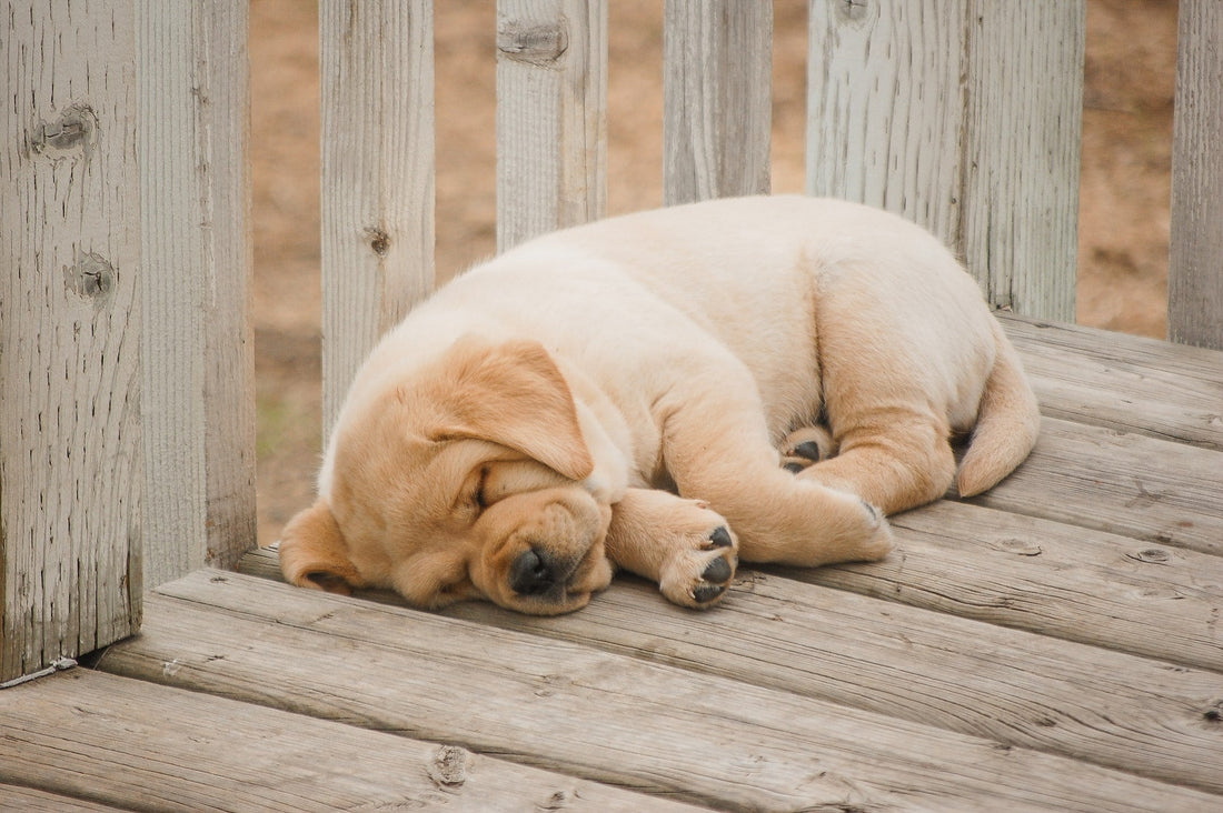 Celebrate Your Pet’s Memory with Customised Pet Ceramics: A Lasting Tribute