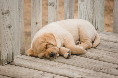Celebrate Your Pet’s Memory with Customised Pet Ceramics: A Lasting Tribute