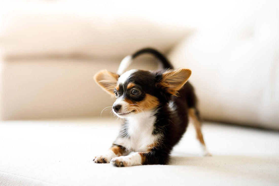Practical Pet Care Tips: Everyday Hacks to Keep Your Furry Friend Happy & Healthy